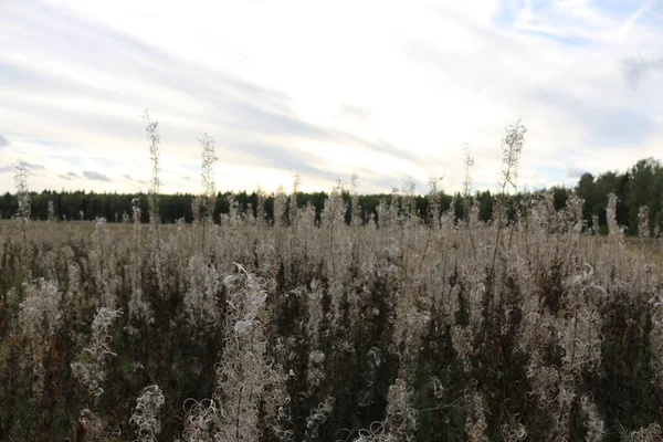 Dry Grass Field Autumn — Stock Photo, Image