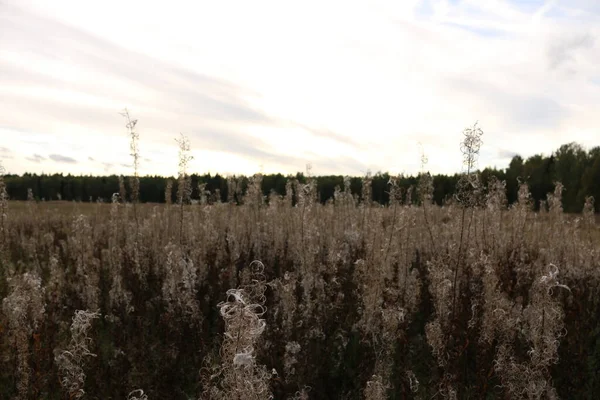 Dry Grass Field Summer Sunset — Stock Photo, Image