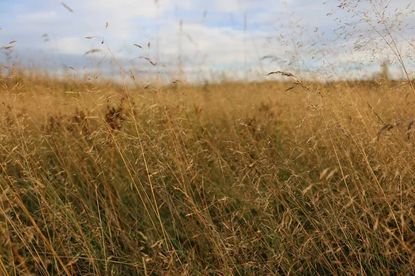 Belle Herbe Sèche Dans Champ Ferme Beau Fond Automne Herbe — Photo