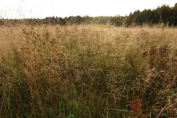 Beautiful Dry Grass Field Close Beautiful Autumn Background Golden Grass — Stock Photo, Image