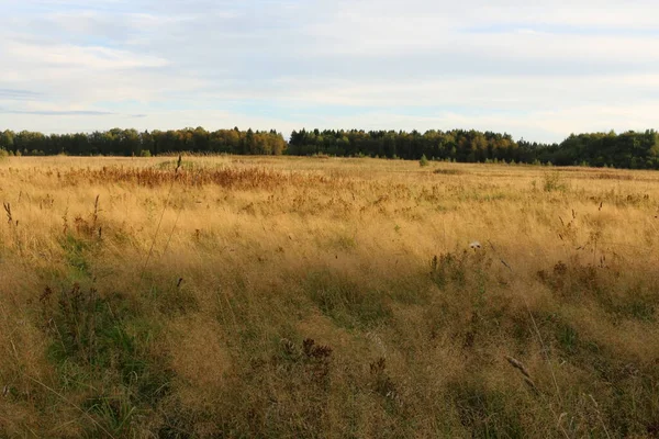 Closeup Photo Dry Gras Rural Field Early Spring Forest Shallow — Stock Photo, Image