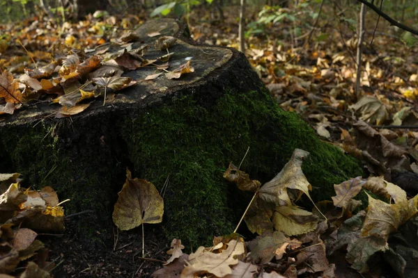 Automne Forêt Les Feuilles Tombées Souche Arbre Abattu Mouillé Mousse — Photo