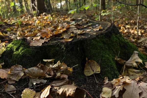 Otoño Bosque Hojas Caídas Tronco Árbol Caído Mojado Por Musgo — Foto de Stock