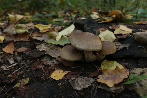 Bruine Paddestoelen Het Herfstbos — Stockfoto