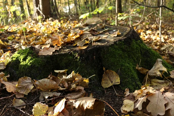 Otoño Bosque Hojas Caídas Tronco Árbol Caído Mojado Por Musgo — Foto de Stock