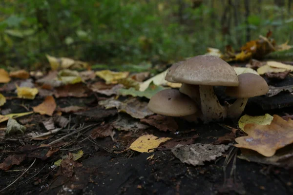 Cogumelos Marrons Floresta Outono — Fotografia de Stock