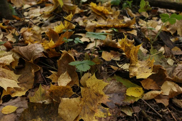 Упали Желтые Листья Землю Лесу Осенью — стоковое фото