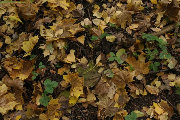 Folhas Amarelas Caídas Chão Floresta Outono — Fotografia de Stock