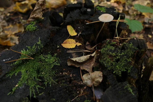 Tronc Vieil Arbre Déchu Recouvert Champignons Amadou Polypore Sur Fond — Photo