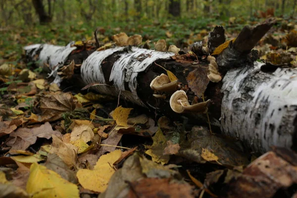 Bagagliaio Vecchio Albero Caduto Coperto Funghi Esca Polipore Sullo Sfondo — Foto Stock