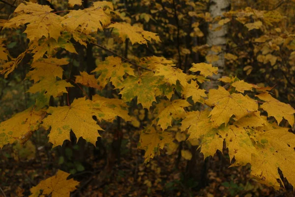 Желтые Кленовые Листья Осень России — стоковое фото