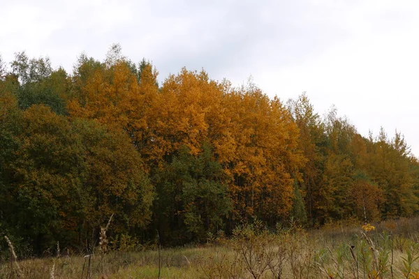 Осень Лесу Желтые Листья Осень России — стоковое фото