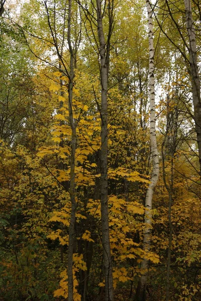 Otoño Bosque Hojas Amarillas Otoño Rusia — Foto de Stock