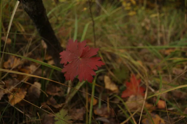 Красные Листья Лежат Траве Осенью — стоковое фото