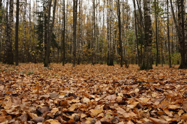 Floresta Outono Folhas Caídas Amarelas — Fotografia de Stock