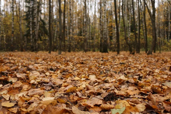 Floresta Outono Folhas Caídas Amarelas — Fotografia de Stock