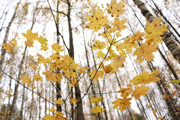 Otoño Hojas Amarillas Abedules — Foto de Stock