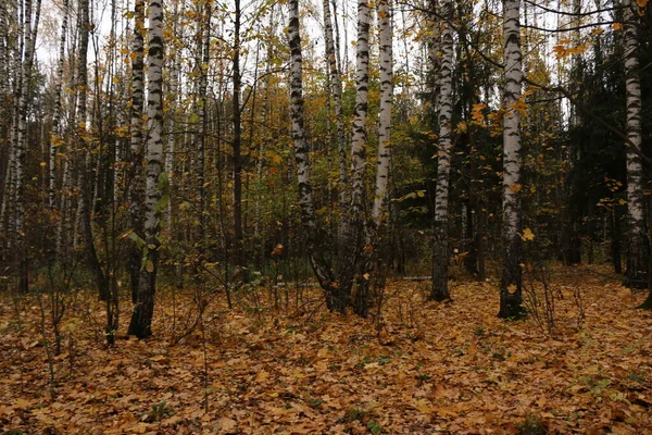 Floresta Outono Folhas Caídas Amarelas — Fotografia de Stock