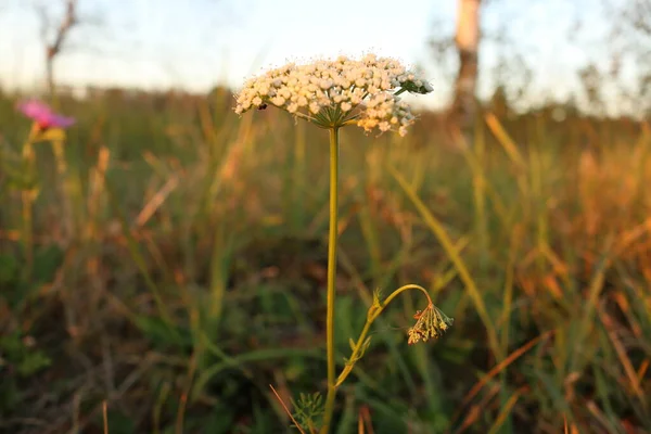 Vadon Élő Sárgarépa Virágzó Fehér Virágai Daucus Carota — Stock Fotó