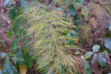 At kuyruğu tarlası, at kuyruğu, ormanda, yazın