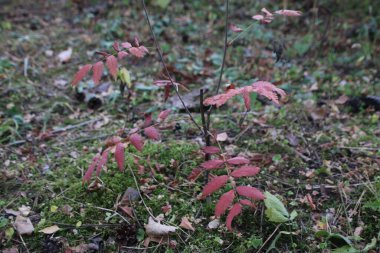 kırmızı dağ kül yaprakları