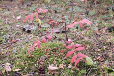 kırmızı dağ kül yaprakları