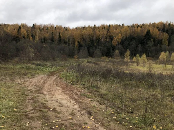 Herbst Orange Grünen Wald Horizont Des Waldgürtels — Stockfoto