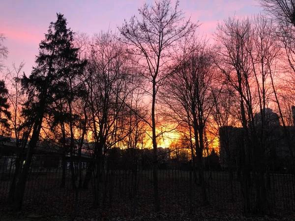 Trees Background Beautiful Pink Sunset — Stock Photo, Image