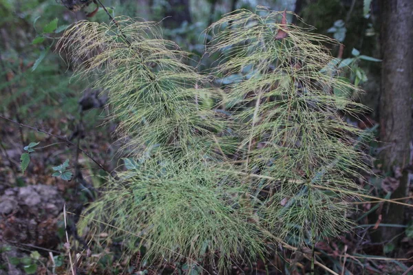 Schachtelhalmfeld Pferdeschwanz Wald Sommer — Stockfoto