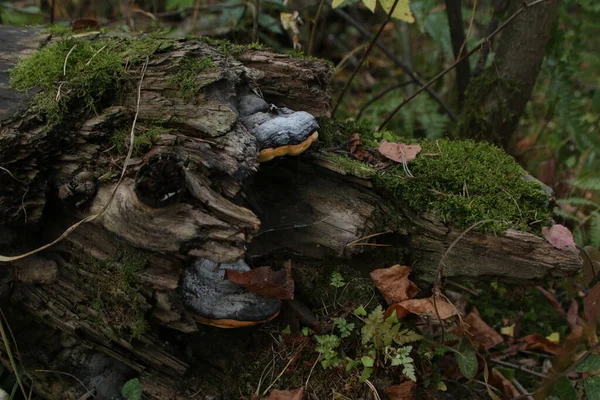 Bagagliaio Vecchio Albero Caduto Coperto Funghi Esca Polipore Sullo Sfondo — Foto Stock