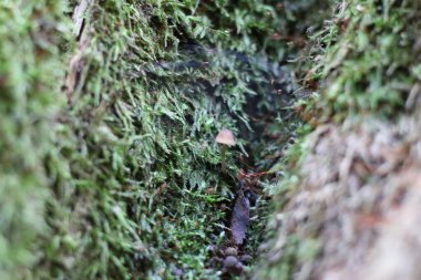 Yeşil yosunlarla kaplı bir kütük.