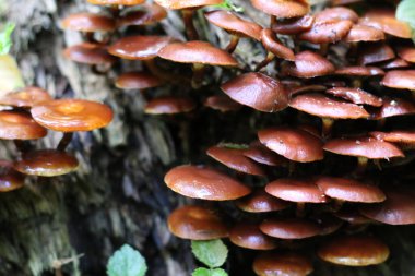 Ağaç kütüğünde bir sürü kahverengi mantar