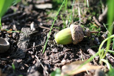 Yerde yeşil meşe palamutları