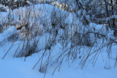 Ağaçların dalları karla kaplı, güneşli gün, kış