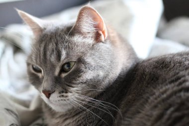 Melez gri İngiliz kedisi, portre.