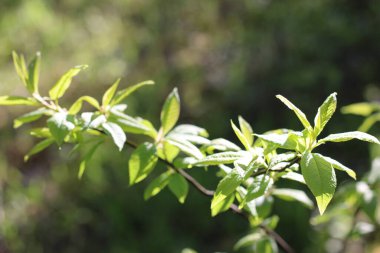 Yazın yaprakları olan bir ağaç dalı.