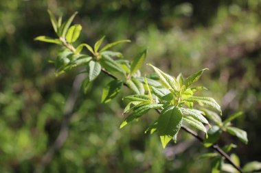 Yazın yaprakları olan bir ağaç dalı.