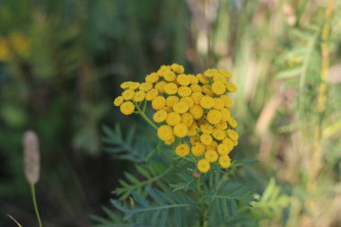 Tansy Makro Fotoğrafçılık Yazın sahada