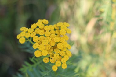 Tansy makrofotoğrafçılık. Rusya Yazı