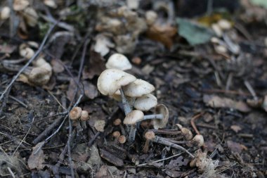 Yazın ormanda büyüyen mantarlar.