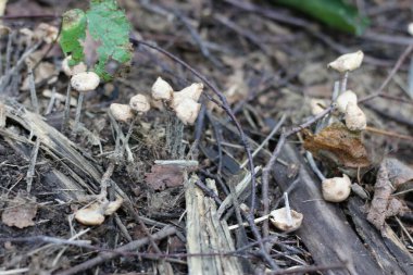 Yazın ormanda büyüyen mantarlar.