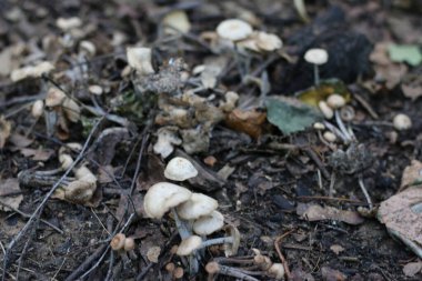 Yazın ormanda büyüyen mantarlar.