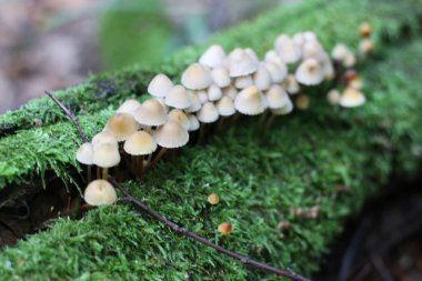 Bir grup mantar yosunların arasında büyüyor.