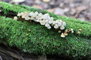 Ağaçtaki yosunlarda büyüyen bir sürü mantar var.