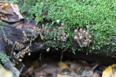 Yosun üzerinde bir sürü zehirli mantar yetişiyor.