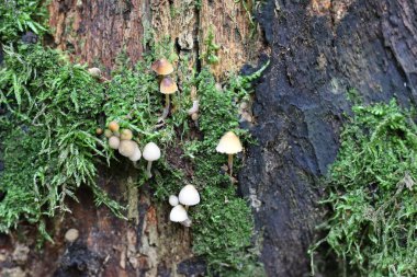 Ağaçtaki yosunlarda büyüyen bir sürü mantar var.