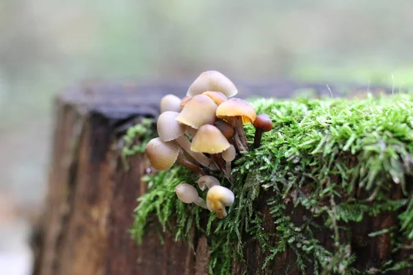 Valse Honingdauw Een Boomstronk — Stockfoto