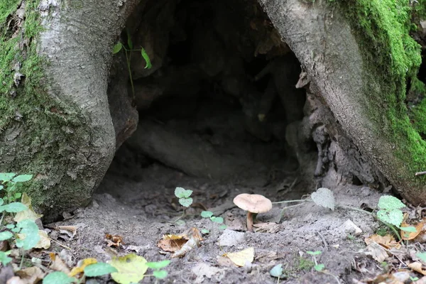 Fungo Solitario Che Cresce Nella Foresta Vicino Ceppo — Foto Stock