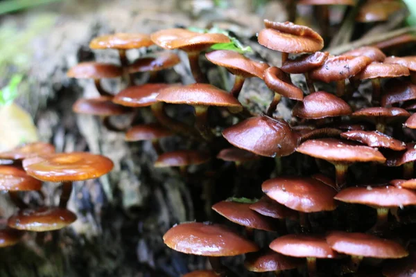 树桩上有许多褐色的蘑菇 — 图库照片