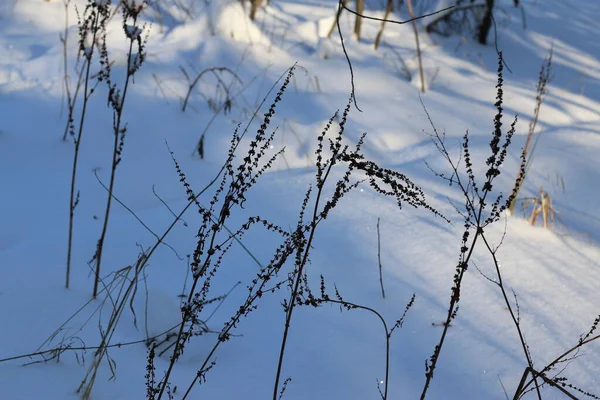 Rami Alberi Coperti Neve Giornata Sole Inverno — Foto Stock